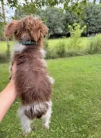 Penny (Teacup/Toy), a female Miniature Schnauzer for sale in Nashville, TN – 4 of 4