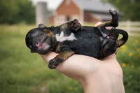 Olive, a female Cavapoo for sale in Nashville, TN – Photo 1 of 2