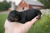 Olive, a female Cavapoo for sale in Nashville, TN – Photo 2 of 2