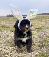 Hank, a male Golden Mountain Dog for sale in Nashville, TN – Photo 3 of 9