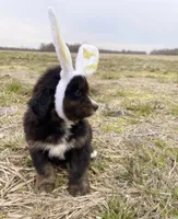 Hank, a male Golden Mountain Dog for sale in Nashville, TN – Photo 2 of 9