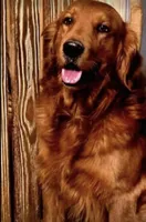 Hank, a male Golden Mountain Dog for sale in Nashville, TN – Photo 4 of 9