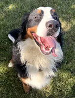 Ari, a male Bernese Mountain Dog for sale in Nashville, TN – 2 of 3