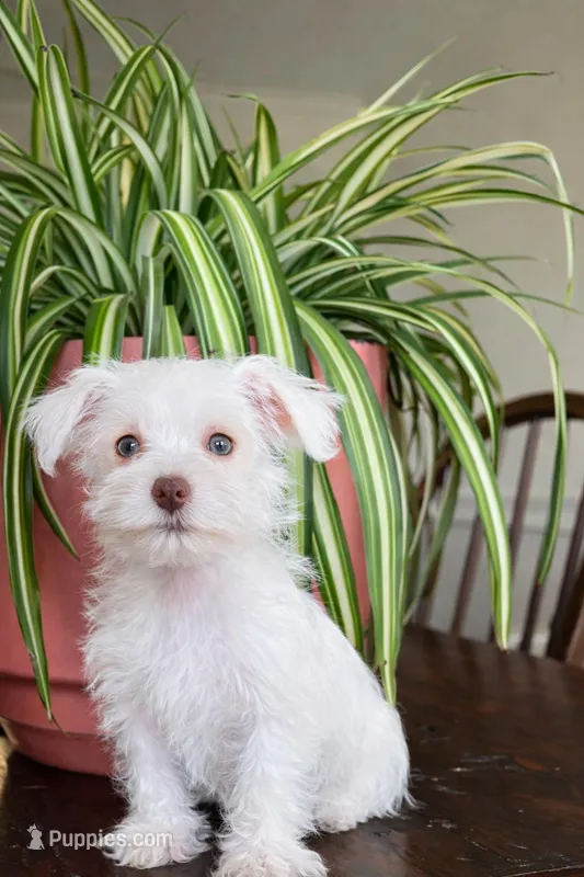 Lulu (Teacup/Toy) – Miniature Schnauzer puppy for sale in Nashville, TN