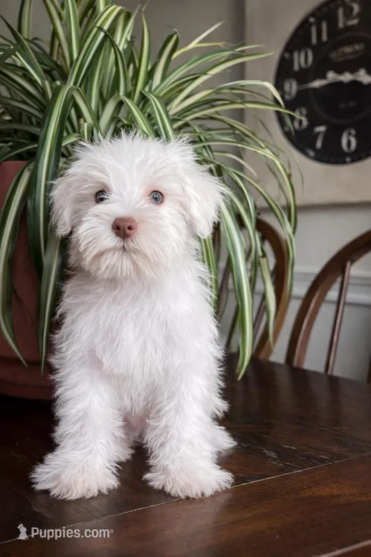 Pippin – Miniature Schnauzer puppy for sale in Nashville, TN