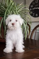 Pippin, a male Miniature Schnauzer for sale in Nashville, TN – 1 of 1
