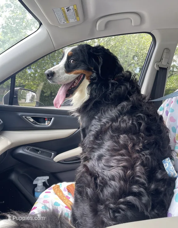 Ari – Bernese Mountain Dog puppy for sale in Nashville, TN