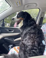 Ari (free to good home) , a male Bernese Mountain Dog for sale in Nashville, TN – 1 of 4