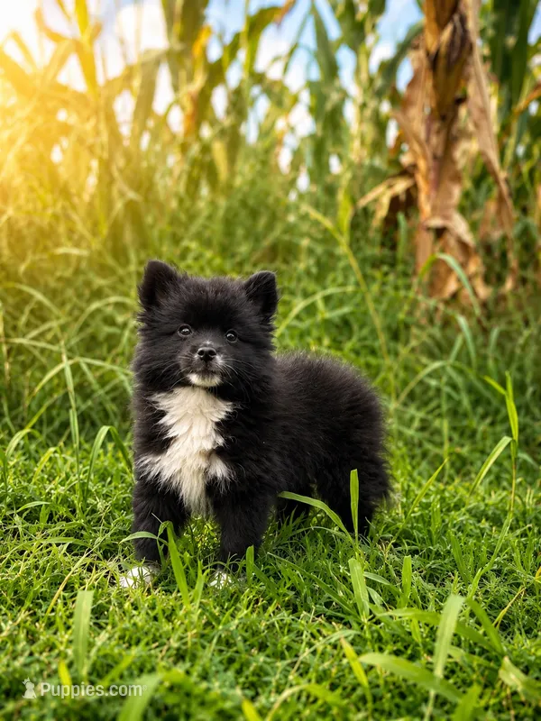 Sam – American Eskimo, Pomsky puppy for sale in Nashville, TN