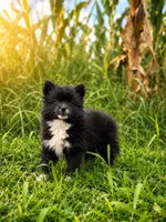 Sam, a male American Eskimo and Pomsky for sale in Nashville, TN – 1 of 1