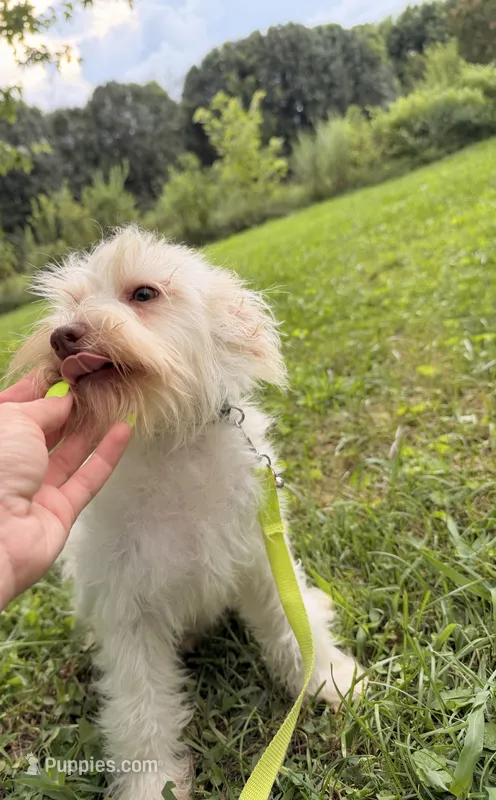 Pippin – Miniature Schnauzer puppy for sale in Nashville, TN
