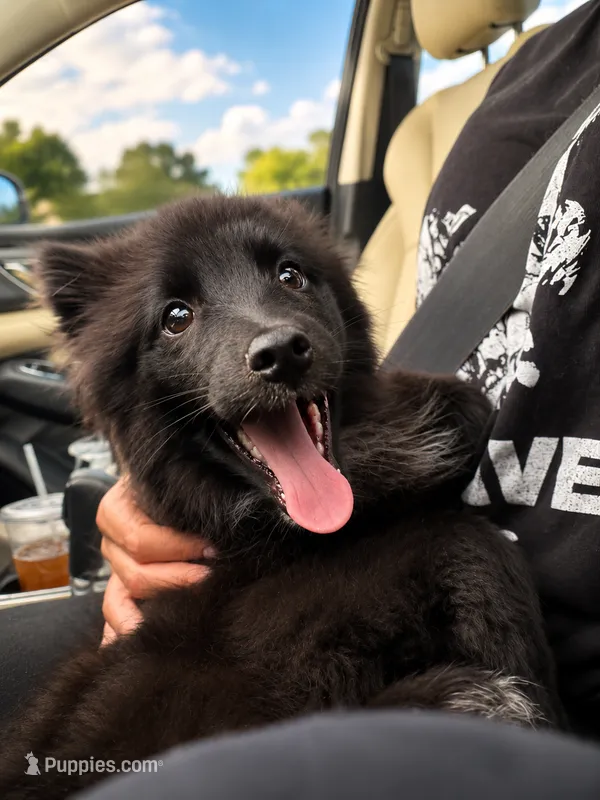 Walter  – American Eskimo, Pomsky puppy for sale in Nashville, TN