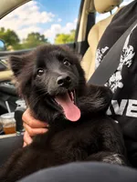 Walter , a male American Eskimo and Pomsky for sale in Nashville, TN – 1 of 2