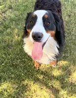 Ari, a male Bernese Mountain Dog for sale in Nashville, TN – 3 of 3