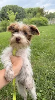 Penny (Teacup/Toy), a female Miniature Schnauzer for sale in Nashville, TN – 1 of 4