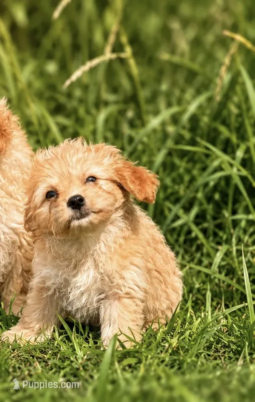 Remmy – Yorkipoo puppy for sale in Nashville, TN