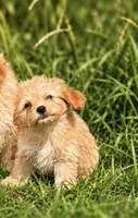 Remmy, a male Yorkipoo for sale in Nashville, TN – 1 of 1