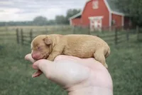 Bean, a male Cavapoo for sale in Nashville, TN – Photo 2 of 3