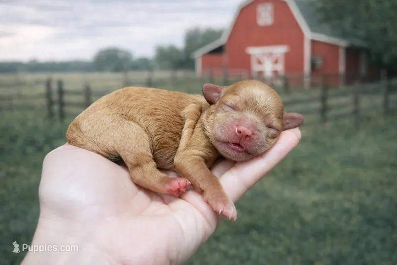 Bean – Cavapoo puppy for sale in Nashville, TN