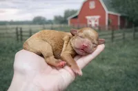 Bean, a male Cavapoo for sale in Nashville, TN – Photo 1 of 3