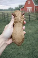 Bean, a male Cavapoo for sale in Nashville, TN – Photo 3 of 3