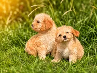 Lemmy, a male Yorkipoo for sale in Nashville, TN – 2 of 2