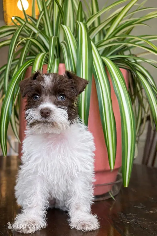 Poppy (Teacup/Toy) – Miniature Schnauzer puppy for sale in Nashville, TN