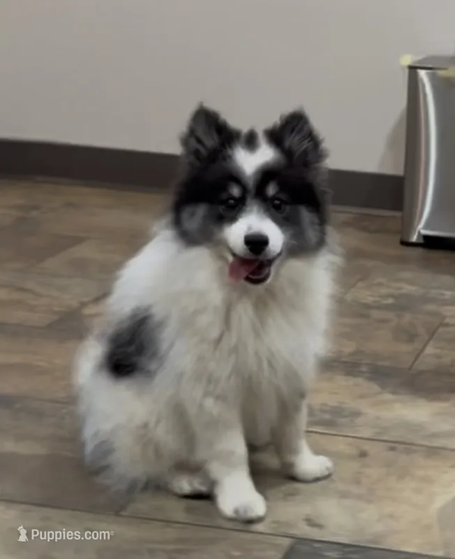 Panda – American Eskimo puppy for sale in Nashville, TN
