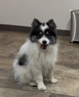 Panda, a male American Eskimo for sale in Nashville, TN – 1 of 2