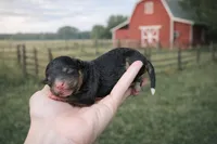 Blossom, a female Cavapoo for sale in Nashville, TN – Photo 2 of 2
