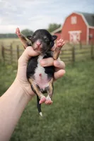 Blossom, a female Cavapoo for sale in Nashville, TN – Photo 1 of 2