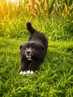 Fin, a male American Eskimo and Pomsky for sale in Nashville, TN – 2 of 2