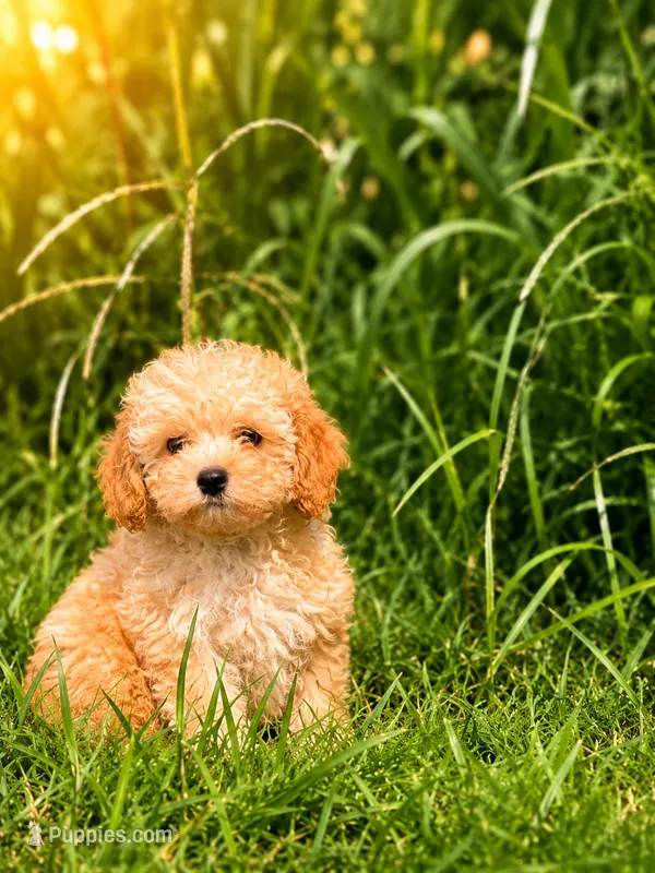 Lemmy – Yorkipoo puppy for sale in Nashville, TN