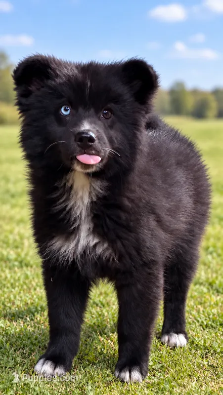 Fin – American Eskimo, Pomsky puppy for sale in Nashville, TN