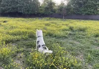 Susie, a female Border Collie for sale in Nashville, TN – 2 of 4