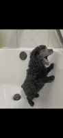 Pupu, a male Poodle - Miniature  for sale in Nashville, TN – 5 of 6