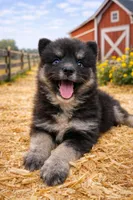 Kuma, a male Pomsky for sale in Nashville, TN – Photo 2 of 2