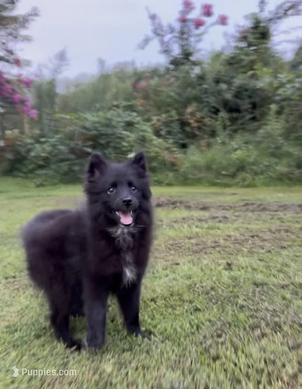 Walter  – American Eskimo, Pomsky puppy for sale in Nashville, TN