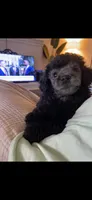 Pupu, a male Poodle - Miniature  for sale in Nashville, TN – 4 of 6