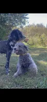 Pupu, a male Poodle - Miniature  for sale in Nashville, TN – 6 of 6