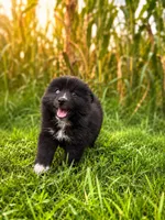 Fin, a male American Eskimo and Pomsky for sale in Nashville, TN – 1 of 2