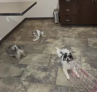 Panda, a male American Eskimo for sale in Nashville, TN – 2 of 2