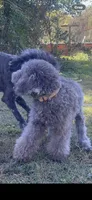 Pupu, a male Poodle - Miniature  for sale in Nashville, TN – 2 of 6