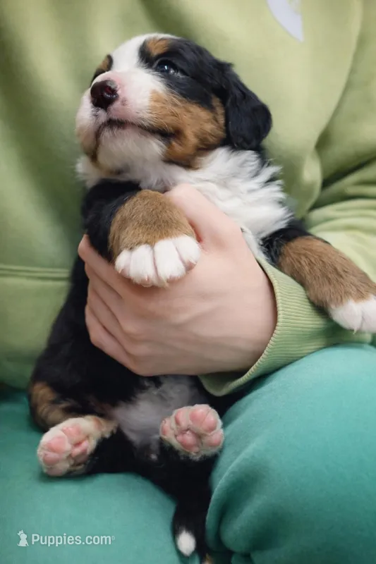 Dory , a female Bernese Mountain Dog for sale in Nashville, TN – Photo 1 of 1