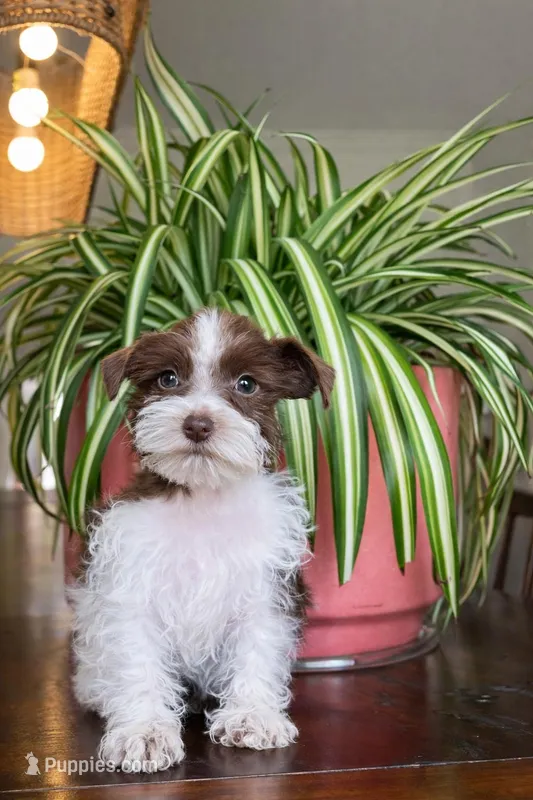 Penny (Teacup/Toy) – Miniature Schnauzer puppy for sale in Nashville, TN