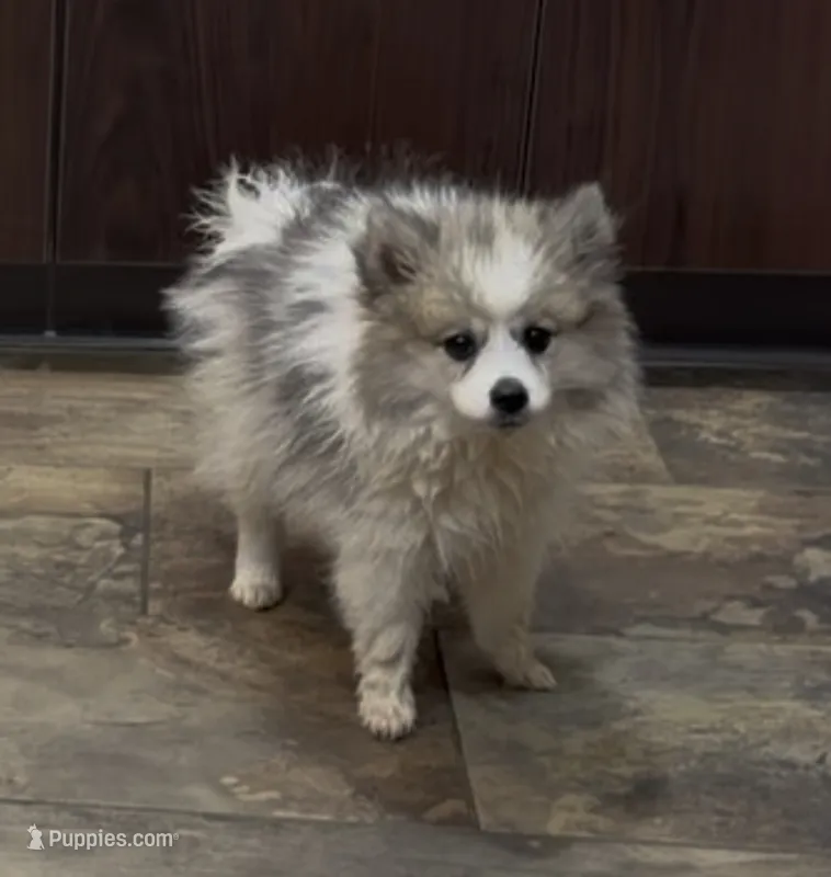 Tuna – American Eskimo puppy for sale in Nashville, TN
