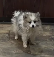 Tuna, a female American Eskimo for sale in Nashville, TN – 1 of 2
