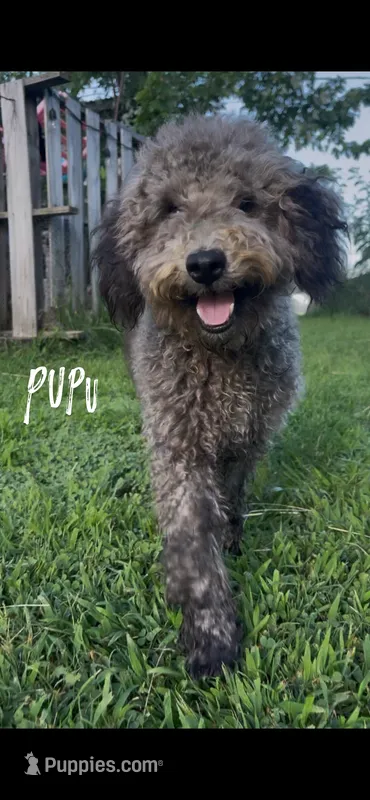 Pupu – Poodle - Miniature  puppy for sale in Nashville, TN