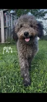 Pupu, a male Poodle - Miniature  for sale in Nashville, TN – 1 of 6