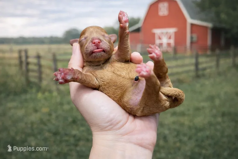 Clementine – Cavapoo puppy for sale in Nashville, TN